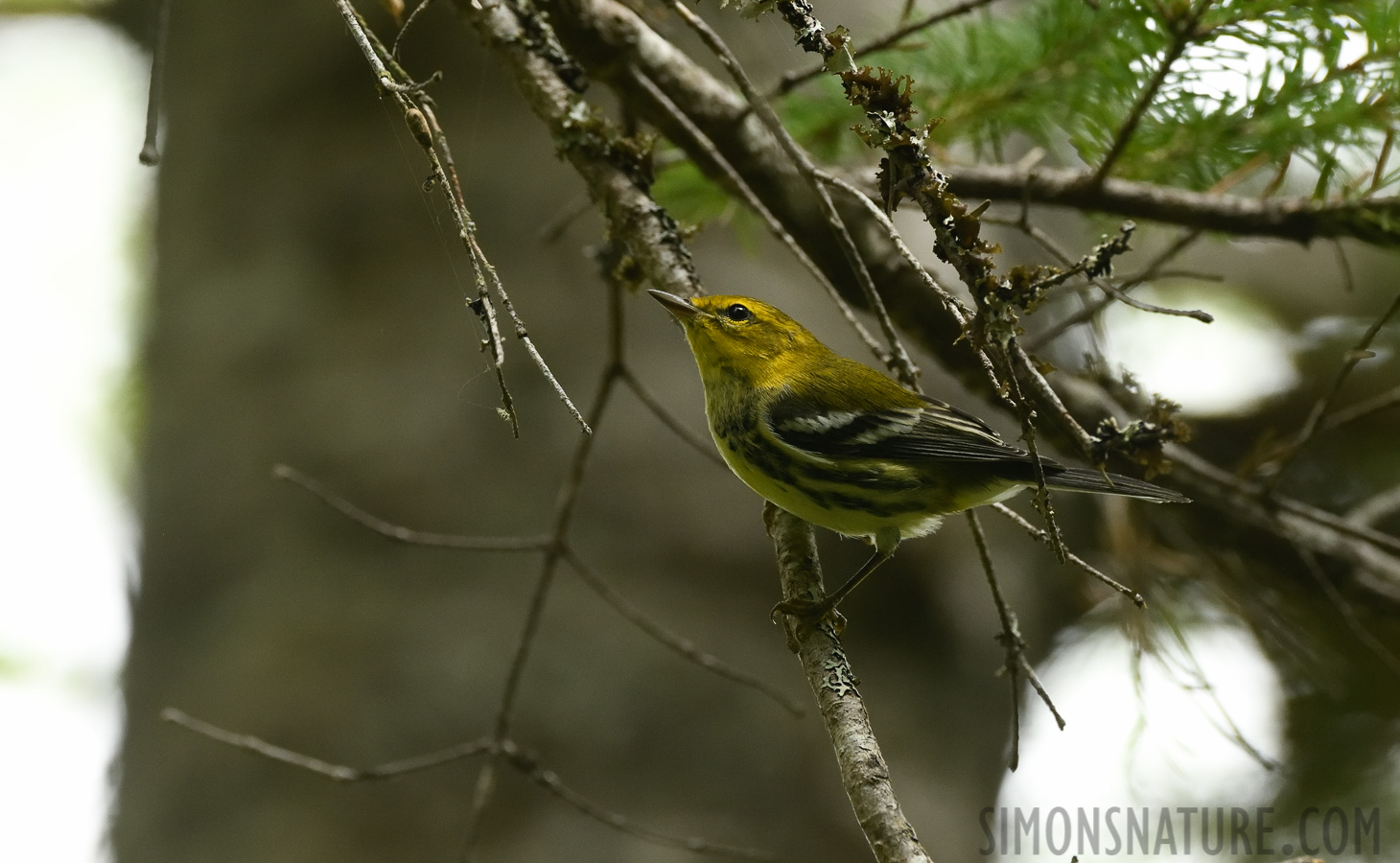 Setophaga virens [400 mm, 1/400 sec at f / 7.1, ISO 2500]